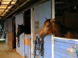 平日アウトドア/本格乗馬体験  社会人サークルFEAD