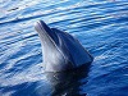 週末イベント ドルフィンスイム&温泉&美味いものツアー  アウトドア社会人サークルFEAD