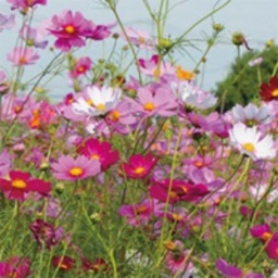 コスモス写真展