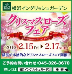 ★★ 横浜で本格的なクリスマスローズフェア開催 ★★