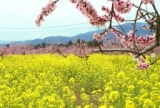 桃畑でランチ！～桃のお花見&桃の花摘み体験＆桃の花びらスイーツ作り体験～