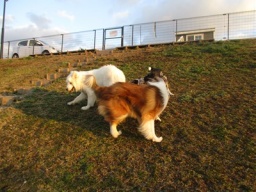 ドッグラン解放ＤＡＹ☆