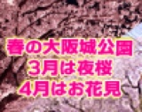 旬スポット体験＆遊べて楽しいイージー婚活♪男女グループで行こう♪大阪城公園で満開の桜でお花...