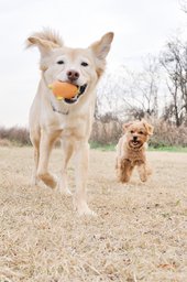 ドッグトレーナーの裏側大公開！