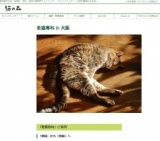 大阪・老猫専科