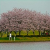 春の手作り石けん講座～桜ハニーソープ～