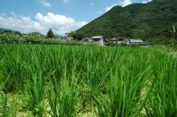田植え&竹鉄砲合戦
