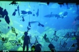 子そだては爆発だあ2013　「夏にスイスイ！まぼろしの魚」 