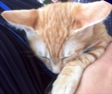 9月24日(日) 猫の譲渡会 みなと猫の会主催 ※オトナねこもチビにゃんも！