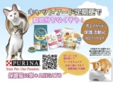 無料の猫ちゃんフードセミナーを開催いたします！ お土産あり！
