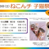 ねこんチ子猫祭り