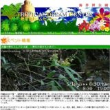 沖縄の野生らんパネル展