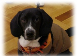 愛犬同伴5月連休特別セミナー