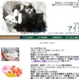 フリーマーケットと猫の相談会