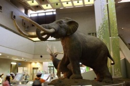 ジュニア自然史クラブ「ジュニア学芸員になろう」