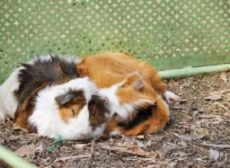 １１月２３日(日) ふれあい動物園がやってくる ～いちご動物園～