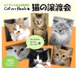 猫の譲渡会