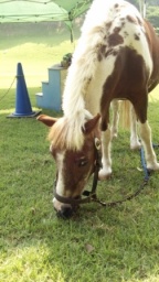 ポニー乗馬体験 | ハウスクエア横浜