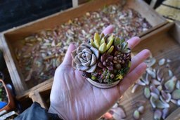 「暮らしをデザインする」おふろcafeのワークショップ　多肉盆栽の寄せ植え講座 