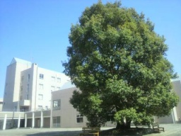 東京成徳大学八千代キャンパス・第6回OPEN CAMPUS(8月1日、日曜日、動画付き)!