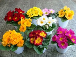 春一番園芸展示即売会