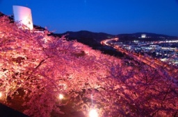 【バスツアー企画】２月２６日(日)【川津桜まつり】