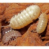 1/3（水）～1/4（木） ふれあい世界の昆虫と生き物展