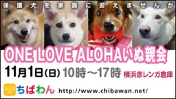 保護犬を家族に迎える譲渡会「ちばわん ONE LOVE ALOHAいぬ親会」