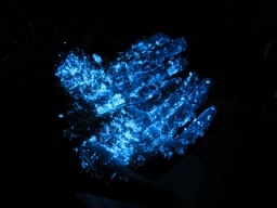 神秘の光♪　ウミホタル観察ツアー