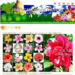 ハイビスカス展