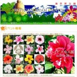 ハイビスカス展