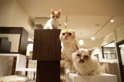 猫Photoを撮ろう☆猫カフェ合コン ～ねこんかつ～