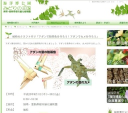 植物のクラフト作り「アダンで熱帯魚を作ろう！アダンでカメを作ろう」