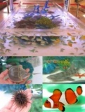 サメにさわってみよう！「おもしろ水族館」