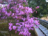 春を告げる「ミツバツツジ」の花観賞