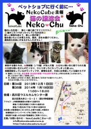 猫の譲渡会