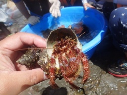 磯の生きもの発見ツアー