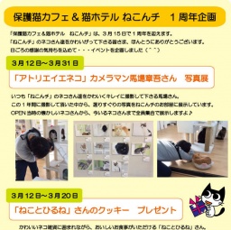 ねこんチ1周年企画