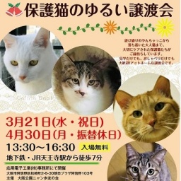 保護猫のゆるい譲渡会