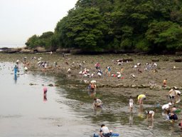 神奈川県横須賀市走水海岸 潮干狩り開催中!