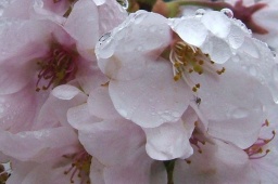 宇都宮市中央生涯学習センター３０３室「薩摩琵琶に触れてみよう♪」公開練習