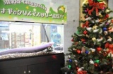 デンキウナギでクリスマスツリー点灯！？