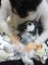 【東海地方初！】わんちゃんの為のドッグ整体無料体験説明会