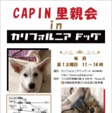 CAPINカリフォルニアドッグ里親会