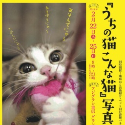 猫の写真大募集CP