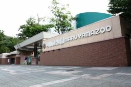 20代・30代　円山動物園出会い散策