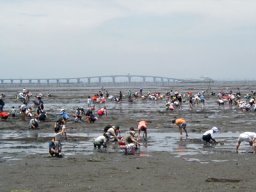 千葉県木更津市牛込海岸　潮干狩り開催中！