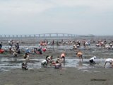 千葉県木更津市牛込海岸　潮干狩り開催中！